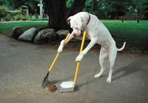Guide de propreté pour chien