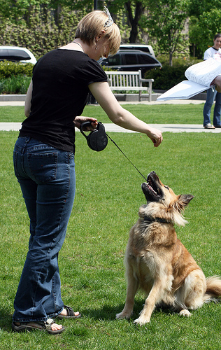 Une éducation canine réussie passe par la constance !